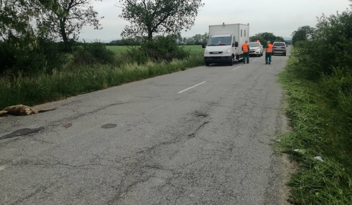 Zrážky vozidiel so zverou v katastri obce