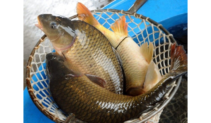 Vianočný predaj kaprov