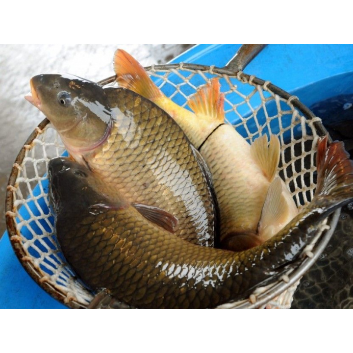 Vianočný predaj kaprov